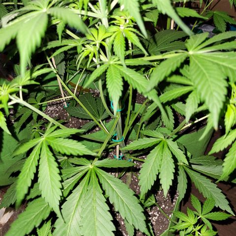 Gorilla Cookies Autoflower #5 growlog timeline photo