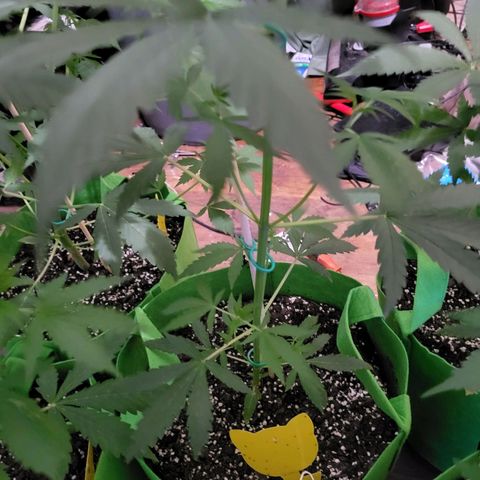 Gorilla Cookies Autoflower #5 growlog timeline photo