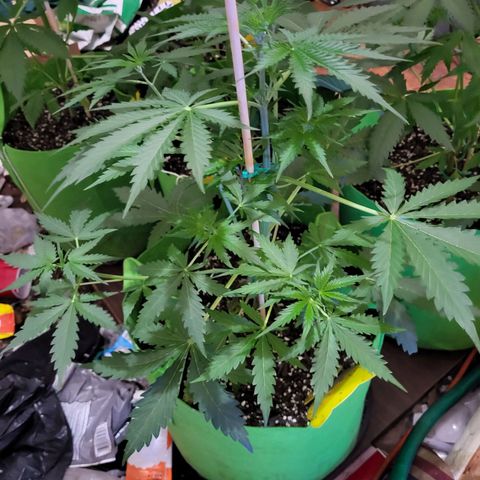 Gorilla Cookies Autoflower #5 growlog timeline photo