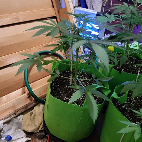 Gorilla Cookies Autoflower #5 growlog timeline photo