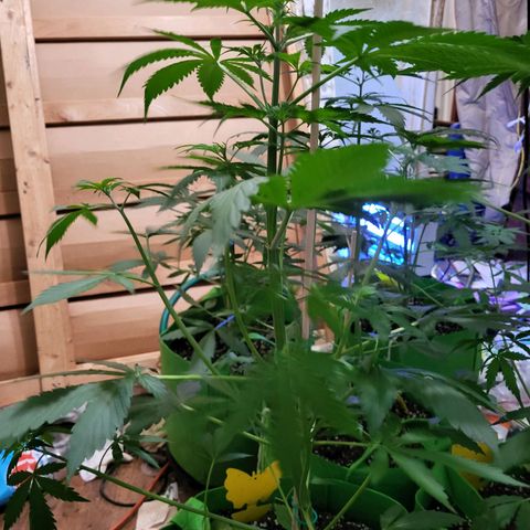 Gorilla Cookies Autoflower #5 growlog timeline photo