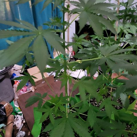 Gorilla Cookies Autoflower #5 growlog timeline photo