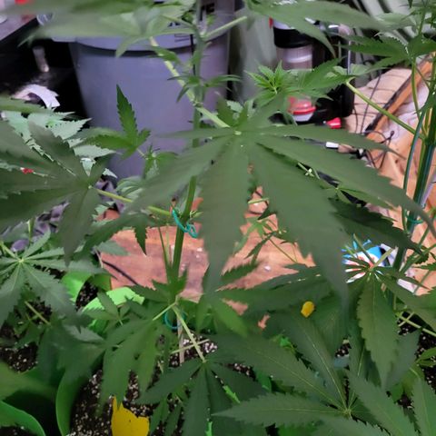 Gorilla Cookies Autoflower #5 growlog timeline photo