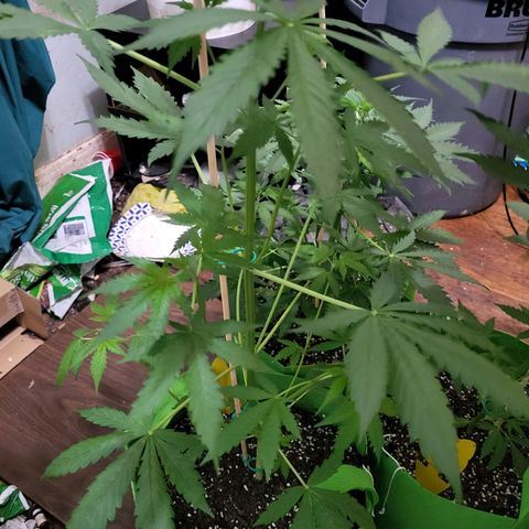 Gorilla Cookies Autoflower #5 growlog timeline photo