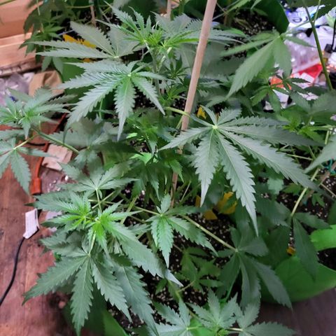 Gorilla Cookies Autoflower #5 growlog timeline photo