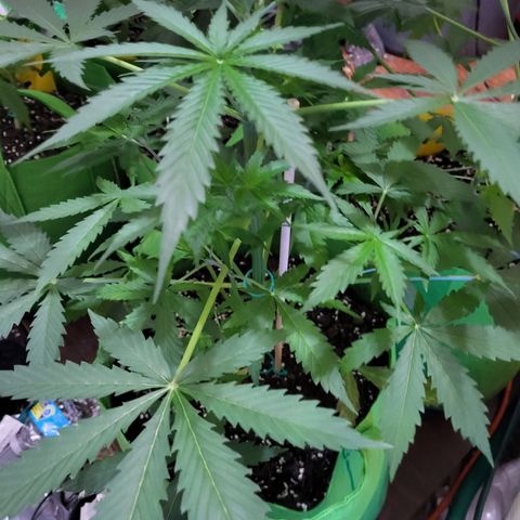 Gorilla Cookies Autoflower #5 growlog timeline photo