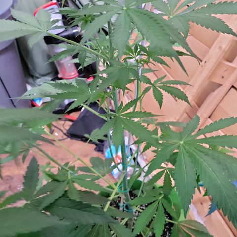 Gorilla Cookies Autoflower #5 growlog timeline photo