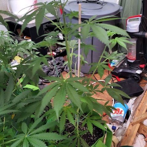 Gorilla Cookies Autoflower #5 growlog timeline photo