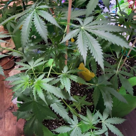 Gorilla Cookies Autoflower #5 growlog timeline photo