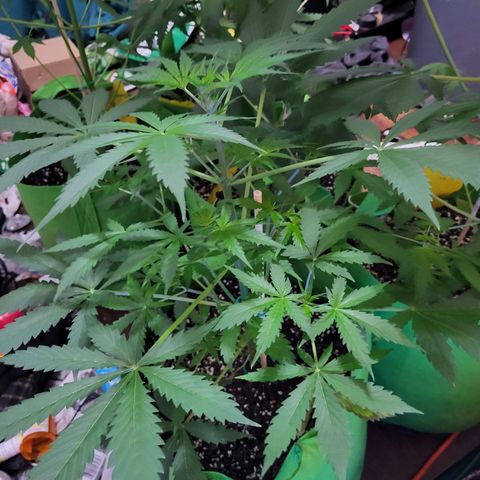 Gorilla Cookies Autoflower #5 growlog timeline photo