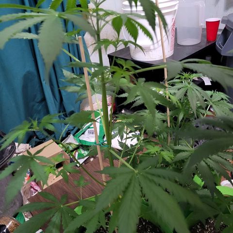 Gorilla Cookies Autoflower #5 growlog timeline photo