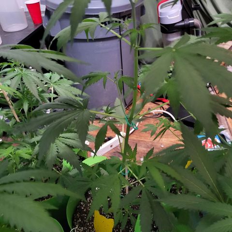 Gorilla Cookies Autoflower #5 growlog timeline photo