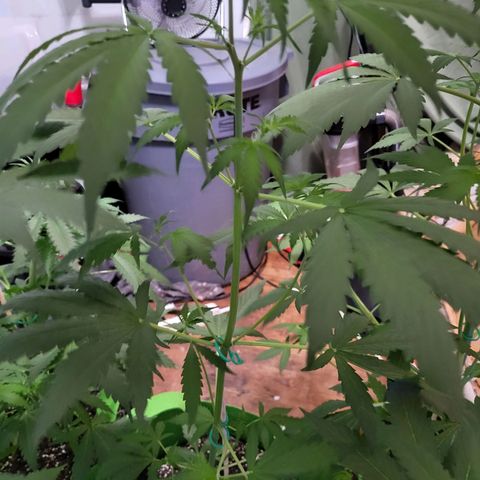 Gorilla Cookies Autoflower #5 growlog timeline photo