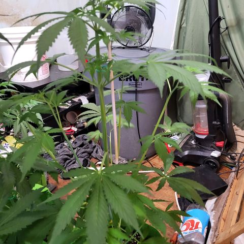 Gorilla Cookies Autoflower #5 growlog timeline photo