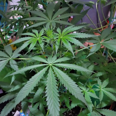 Gorilla Cookies Autoflower #5 growlog timeline photo