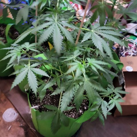 Gorilla Cookies Autoflower #5 growlog timeline photo