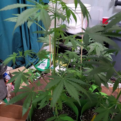 Gorilla Cookies Autoflower #5 growlog timeline photo