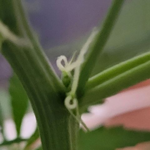 Gorilla Cookies Autoflower #5 growlog timeline photo