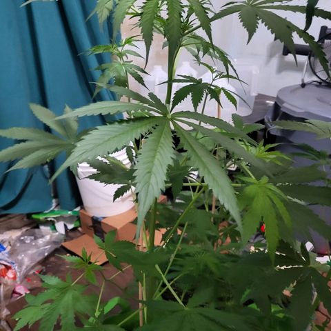 Gorilla Cookies Autoflower #5 growlog timeline photo