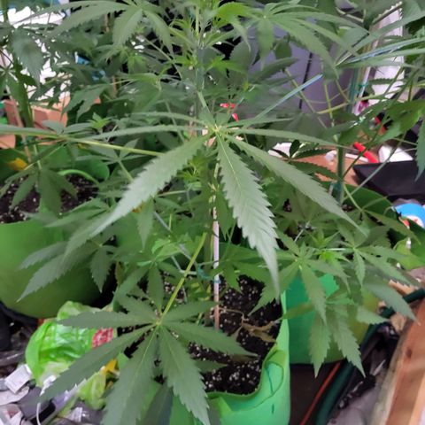 Gorilla Cookies Autoflower #5 growlog timeline photo