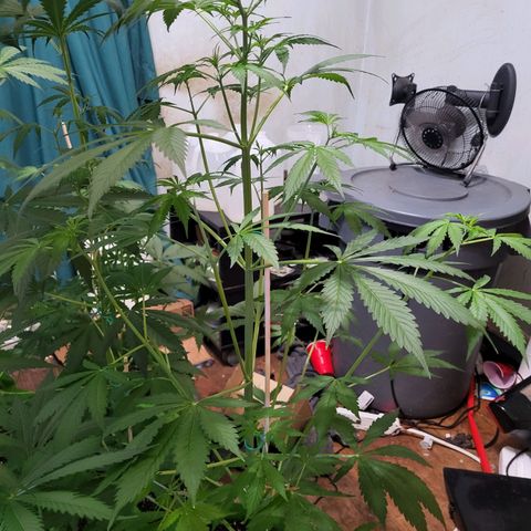 Gorilla Cookies Autoflower #5 growlog timeline photo