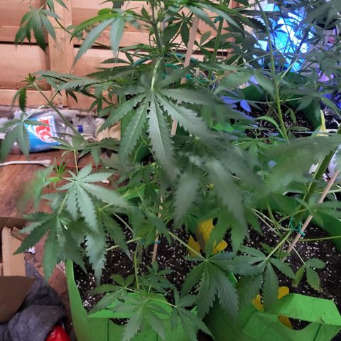 Gorilla Cookies Autoflower #5 growlog timeline photo