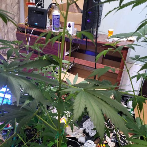 Gorilla Cookies Autoflower #5 growlog timeline photo