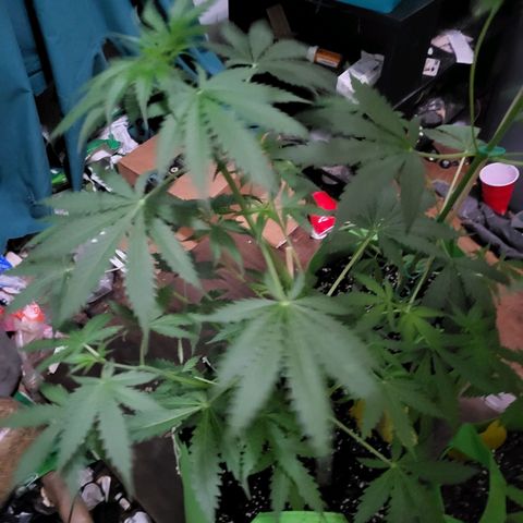 Gorilla Cookies Autoflower #5 growlog timeline photo