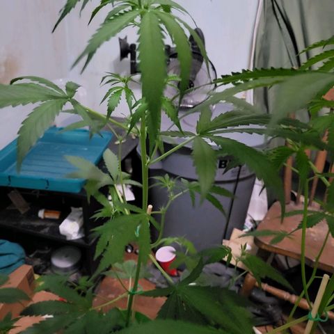 Gorilla Cookies Autoflower #5 growlog timeline photo