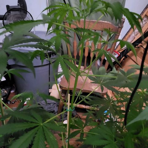 Gorilla Cookies Autoflower #5 growlog timeline photo