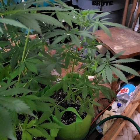 Gorilla Cookies Autoflower #5 growlog timeline photo