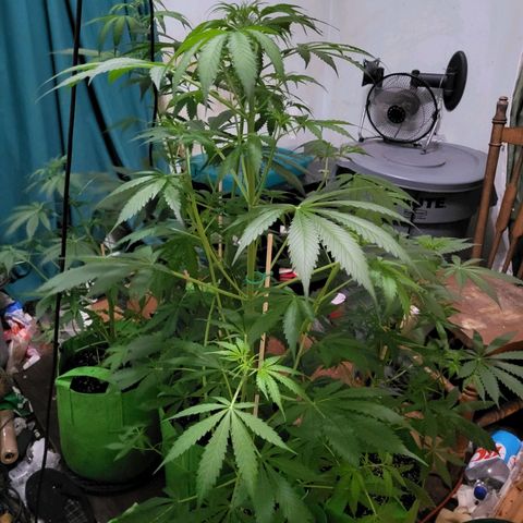 Gorilla Cookies Autoflower #5 growlog timeline photo