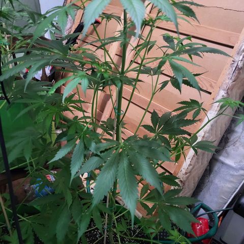 Gorilla Cookies Autoflower #5 growlog timeline photo