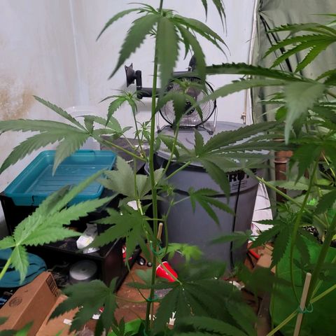 Gorilla Cookies Autoflower #5 growlog timeline photo