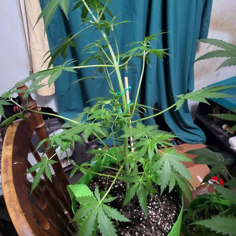 Gorilla Cookies Autoflower #5 growlog timeline photo