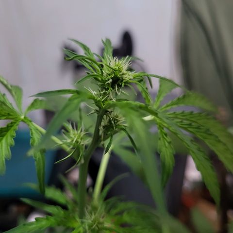 Gorilla Cookies Autoflower #5 growlog timeline photo