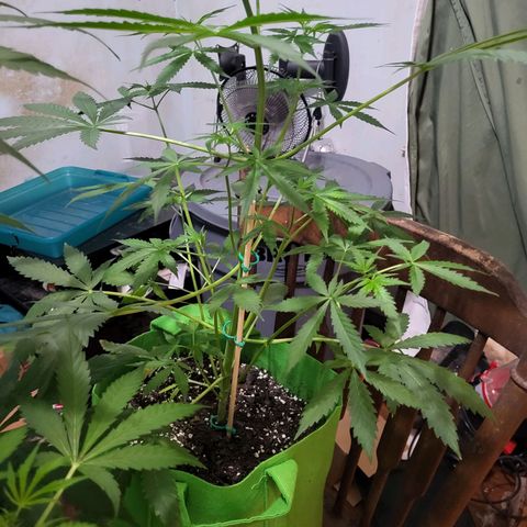 Gorilla Cookies Autoflower #5 growlog timeline photo