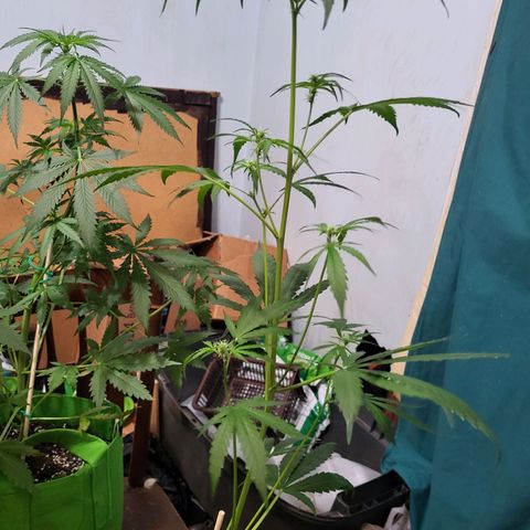 Gorilla Cookies Autoflower #5 growlog timeline photo