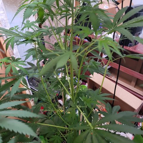 Gorilla Cookies Autoflower #5 growlog timeline photo