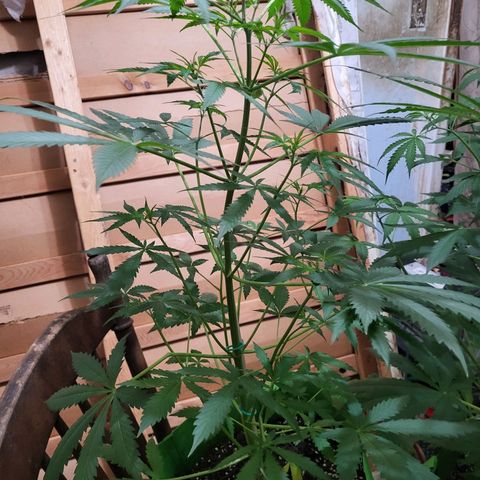 Gorilla Cookies Autoflower #5 growlog timeline photo