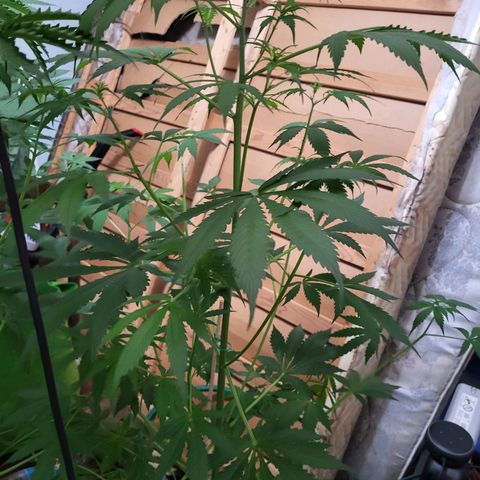 Gorilla Cookies Autoflower #5 growlog timeline photo