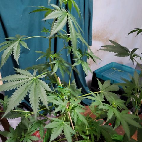 Gorilla Cookies Autoflower #5 growlog timeline photo