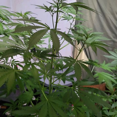 Gorilla Cookies Autoflower #5 growlog timeline photo