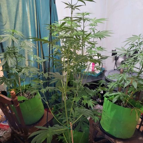 Gorilla Cookies Autoflower #5 growlog timeline photo