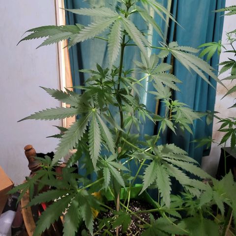Gorilla Cookies Autoflower #5 growlog timeline photo