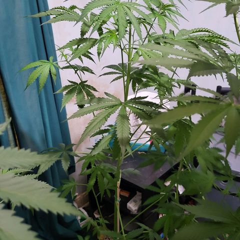 Gorilla Cookies Autoflower #5 growlog timeline photo