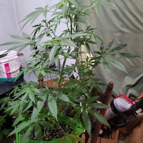 Gorilla Cookies Autoflower #5 growlog timeline photo