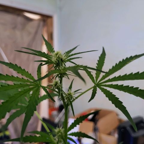 Gorilla Cookies Autoflower #5 growlog timeline photo