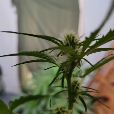 Gorilla Cookies Autoflower #5 growlog timeline photo