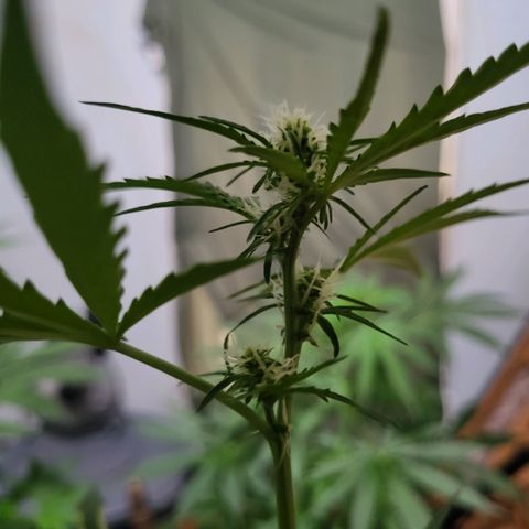 Gorilla Cookies Autoflower #5 growlog timeline photo